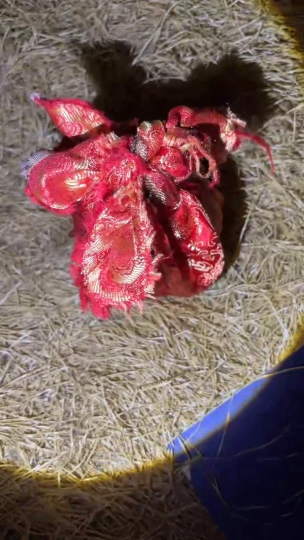 琪琪专属精品链接