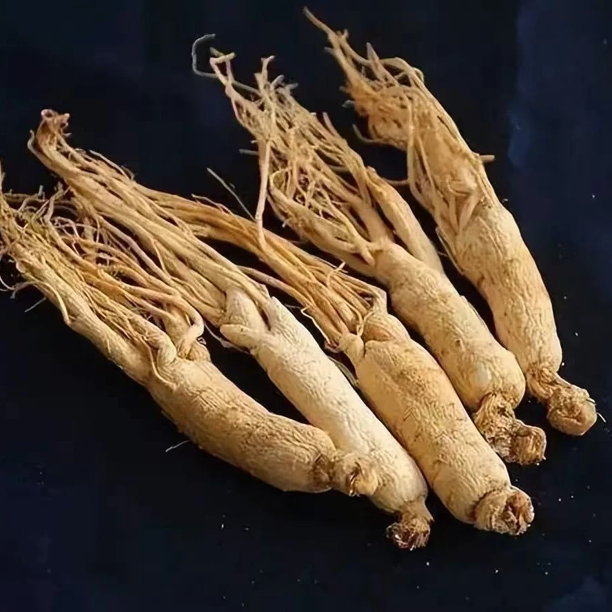 东北新鲜现挖西洋参