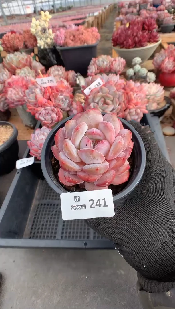 241粉星影多肉植物一物一拍