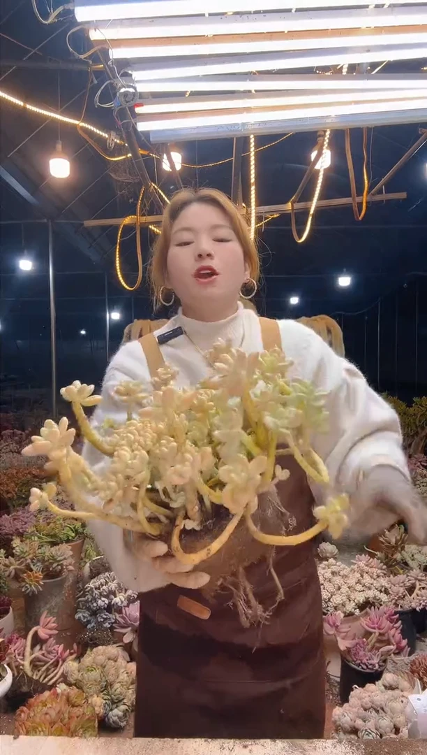 【闪购商品】香水洛神脱土包邮