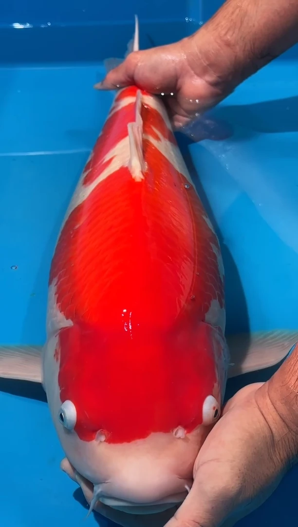 锦鲤佛山金隆锦鲤直播专用闪购链接，不支持7天无理由退货退款