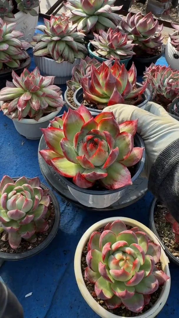 1颗单头惊鸿（量拍）（拍了此链接的粉丝加一颗）