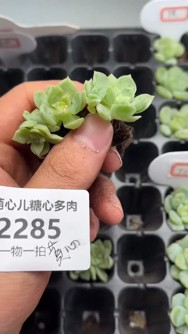 2285 黄心多肉植物