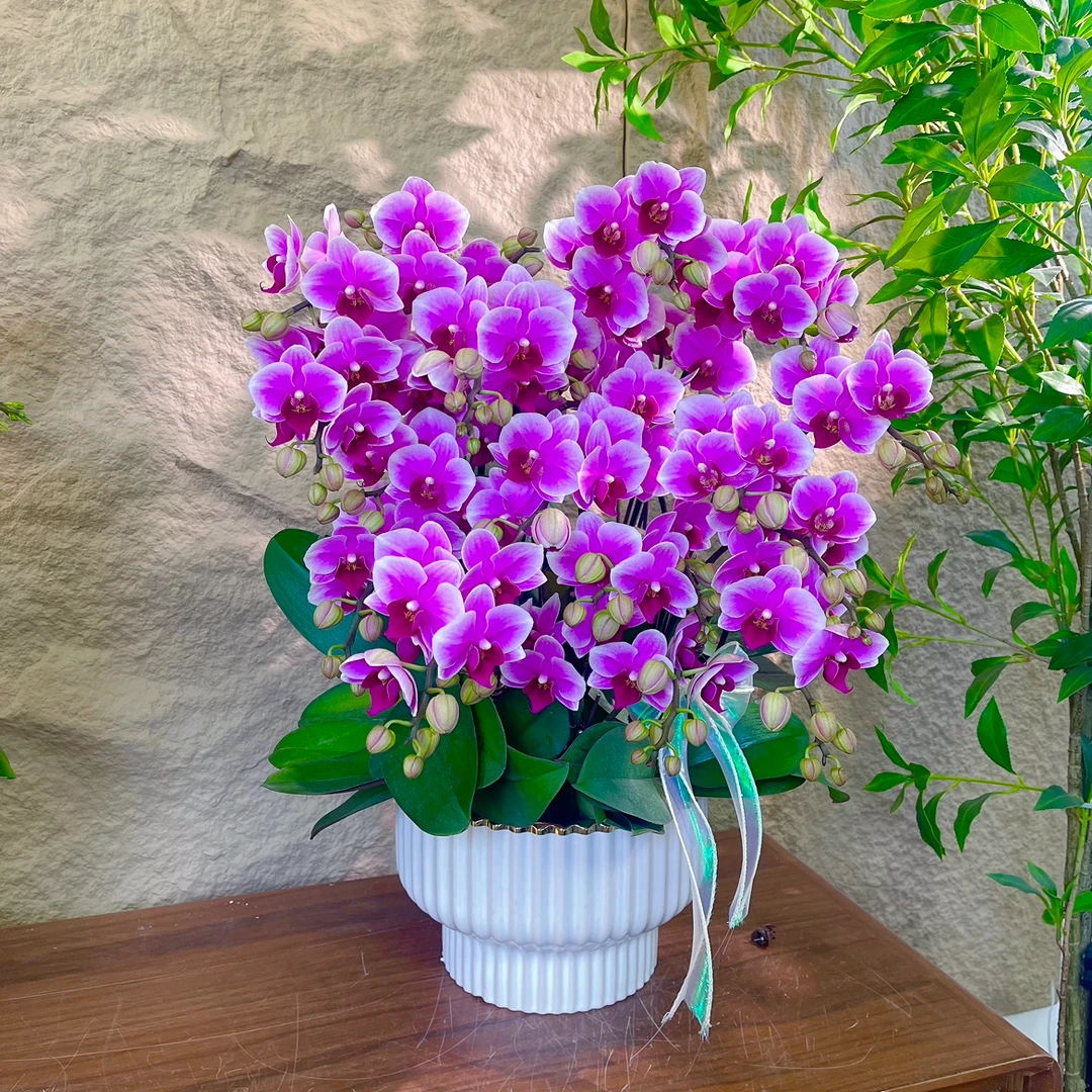 【粉公主】高端鲜花 定制款 易养花期长 绿植盆栽  年宵花