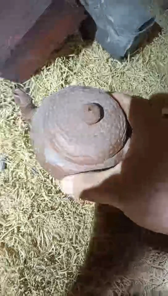 香榧木1个小小雨链接号