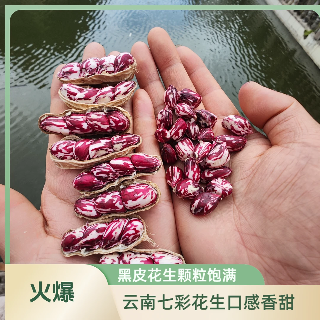 云南七彩花生黑皮花生干花生湿花生炒花生花生礼盒饱满口感香甜