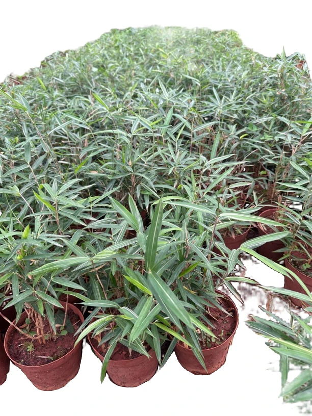 竹子一物一拍（直播请勿乱拍）