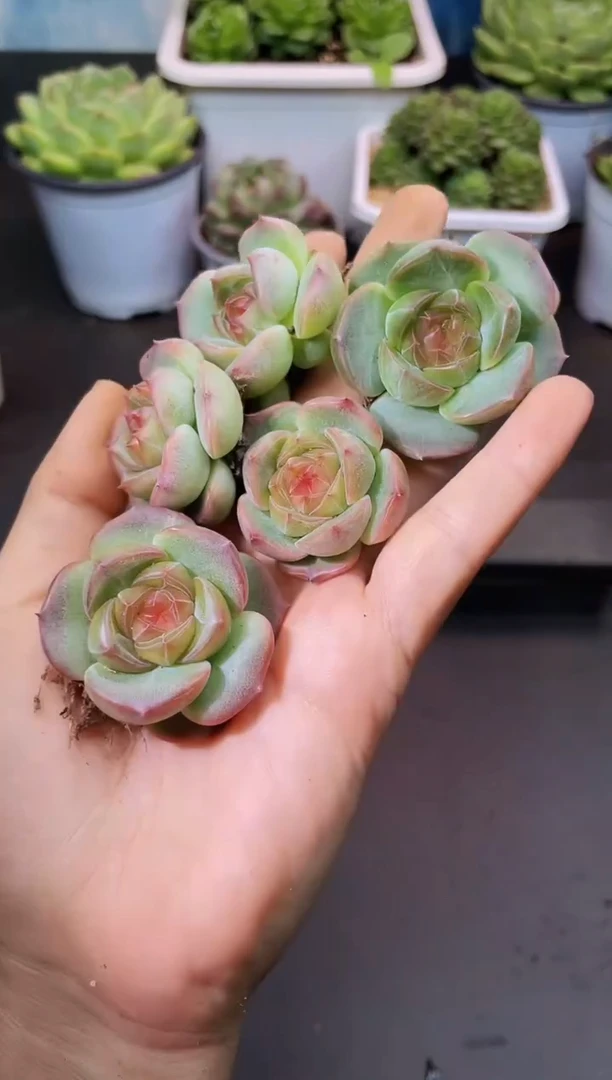 411夏玄月量拍发一颗