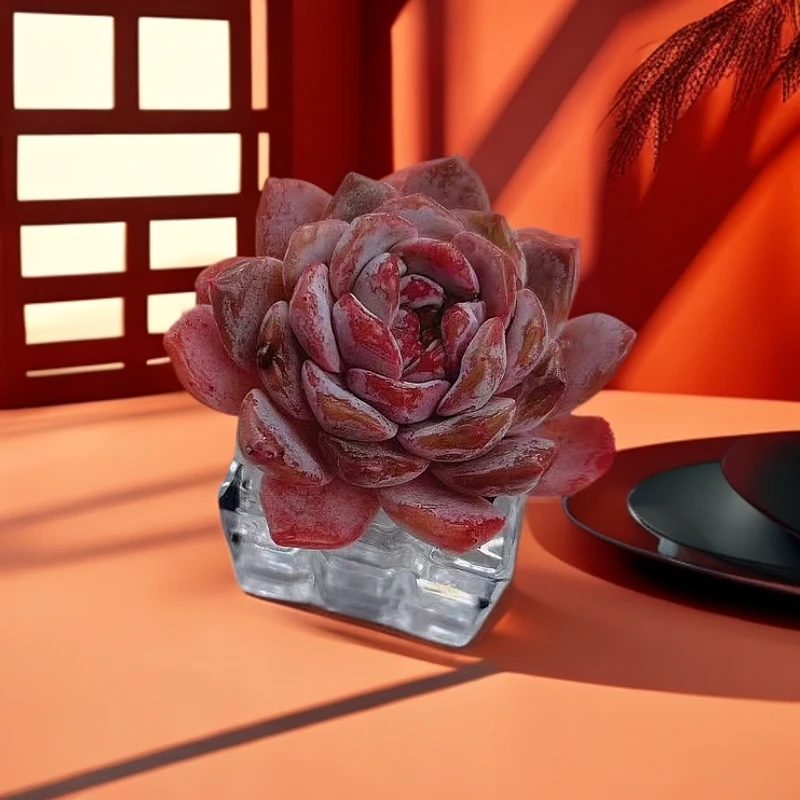 精品贵货无土多肉—粉黛（新品上市）