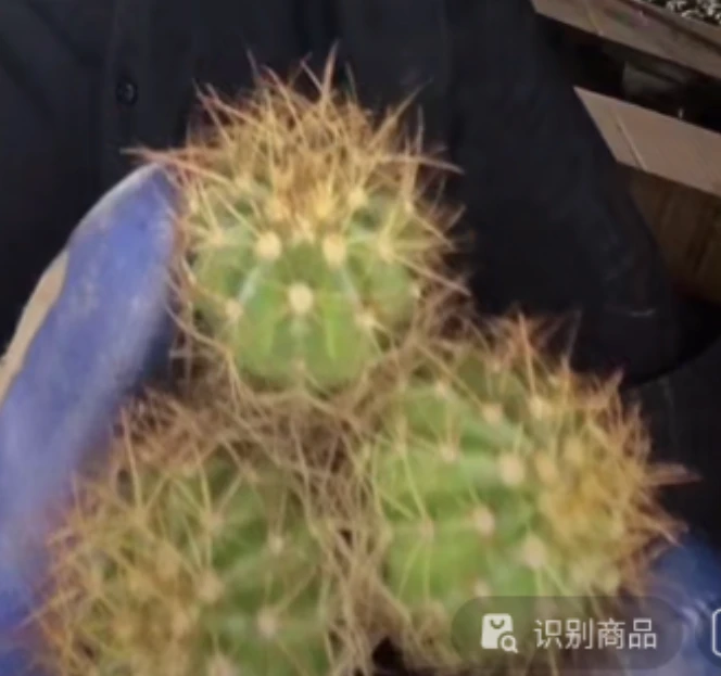 二妹园艺【 3颗  小长刺鹤云    实生根 】脱土随机发货