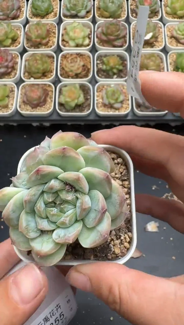 354G云禹多肉植物 脱土纸巾打包 3颗包邮