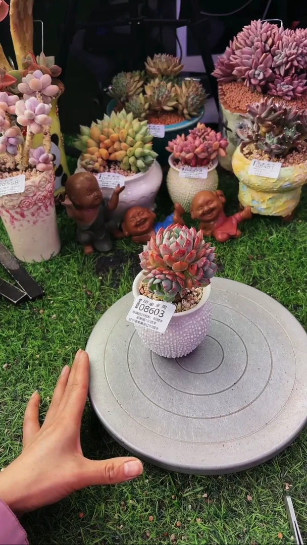 昆明印象多肉08603