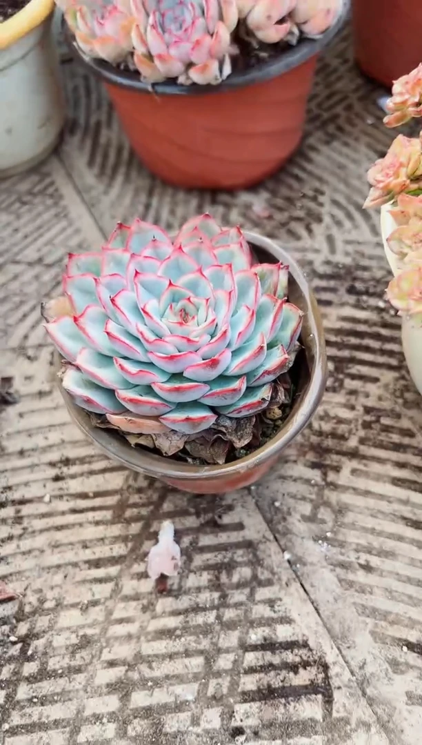 王*多肉植物一物一拍1102