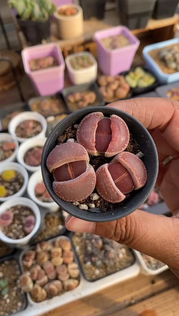 【闪购商品】9029直播一物一拍