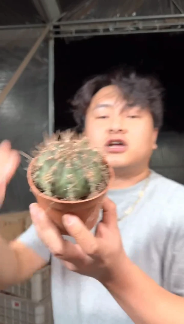 翠皇冠 牡丹【实生根】