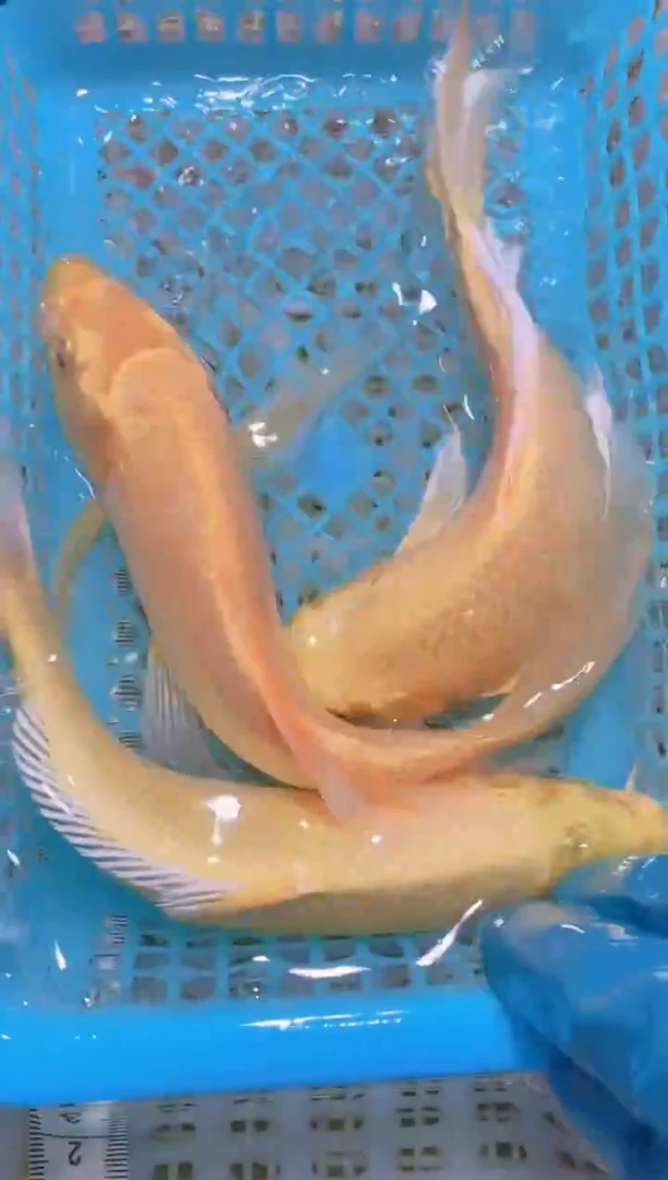 锦鲤冷水观赏鱼全场包邮26