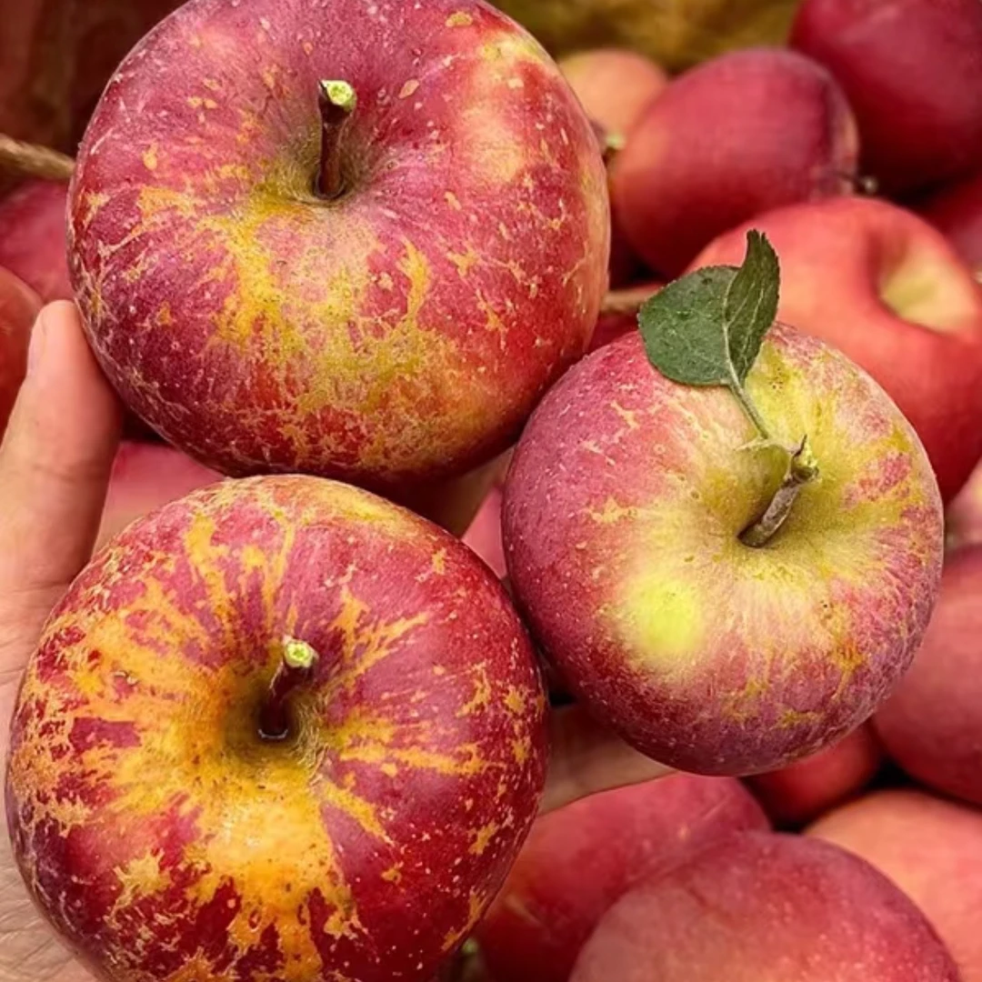 【邮政推荐】四川汉源高山丑苹果脆甜汁水冰糖心新鲜采摘发货