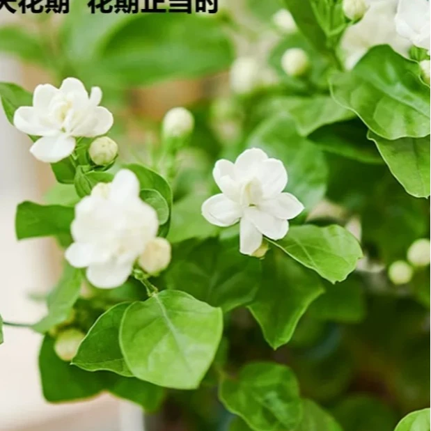 新品醉人香1号茉莉开花多种花型虎头茉莉重瓣开花大浓香喜阳喜湿