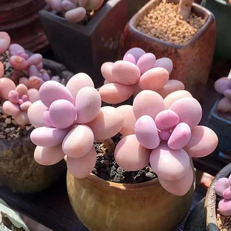桃蛋多肉植物多头群生红色植物室办公室多肉好养花卉盆栽净化空气