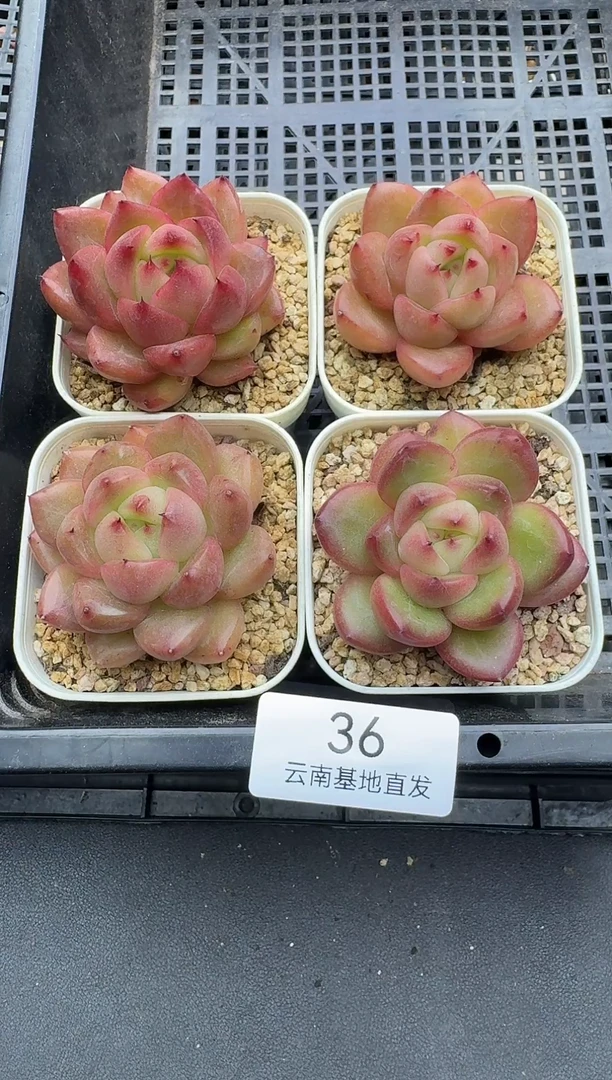 珍妮杂交多多肉36