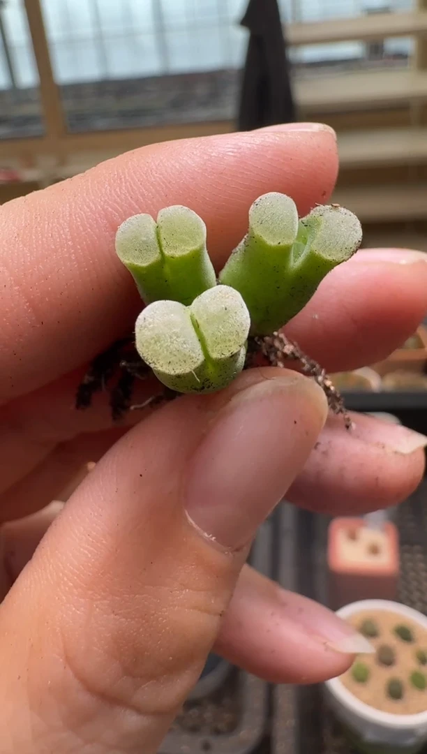 【闪购商品】2/4-239