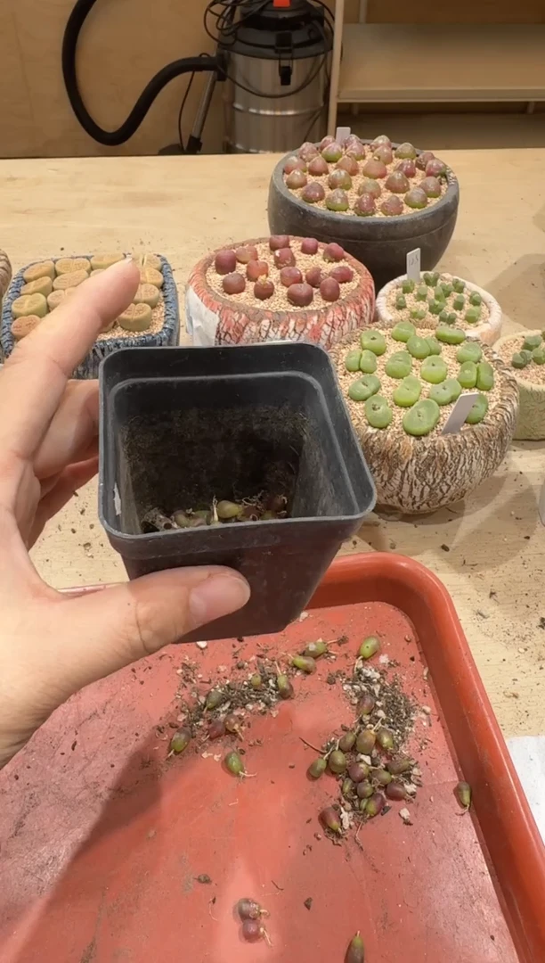 18-350多肉植物肉锥