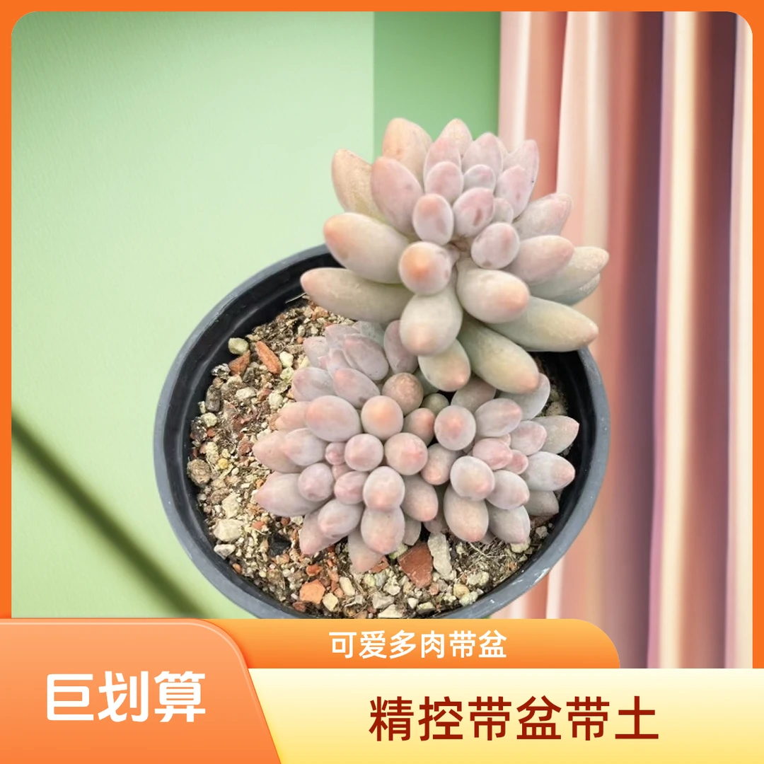 群生婴儿手指可爱多肉带盆（任意两单包邮）