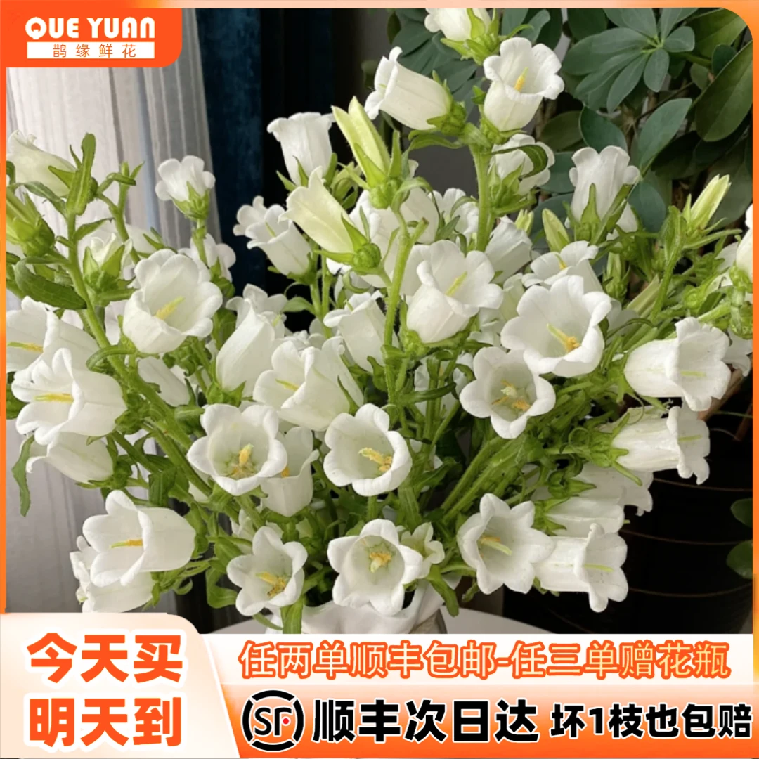 鹊缘【白色风铃花】一把白色风铃花清纯白月光家居鲜花任意满两单顺丰包邮三单送花瓶今天拍明天到次日达