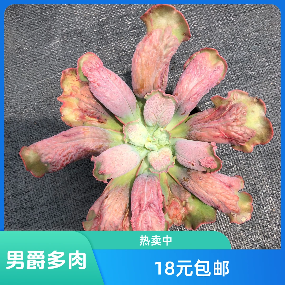 男爵带盆 满9.9元包邮 多肉植物 直播间展示为准