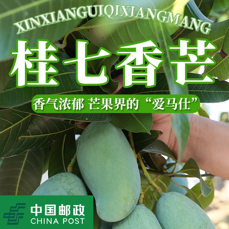 百色精品桂七香芒新鲜采摘香甜多汁现摘现发