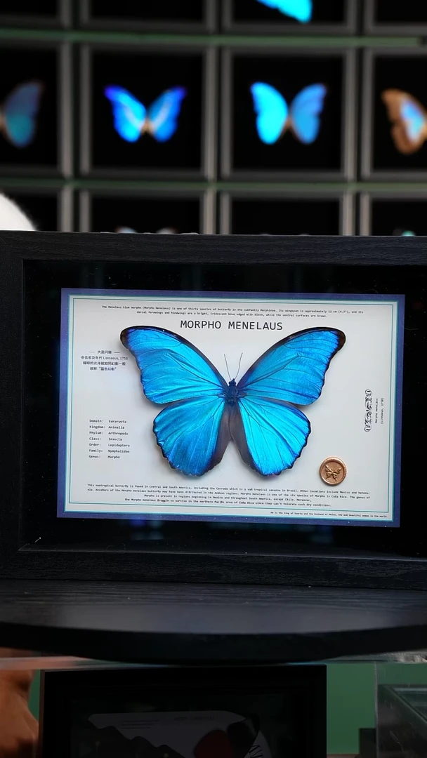 大蓝闪蝶新版本A4横版（带证书）