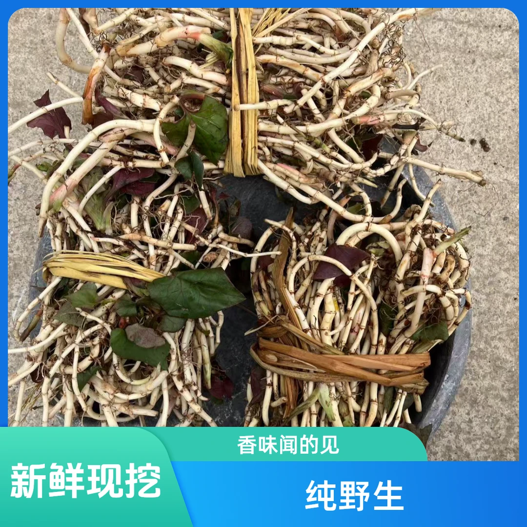 贵州特产野生折耳根新鲜现挖现发鱼腥草蔬菜嫩叶凉拌菜