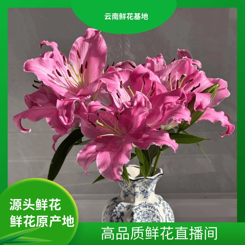 618好物节【新品荷花香水百合】云南鲜花基地发