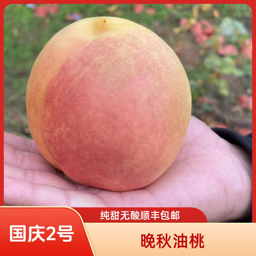 【顺丰包邮】国庆2号晚秋蜜桃油桃离核脆甜多汁纯甜无酸果园现摘发
