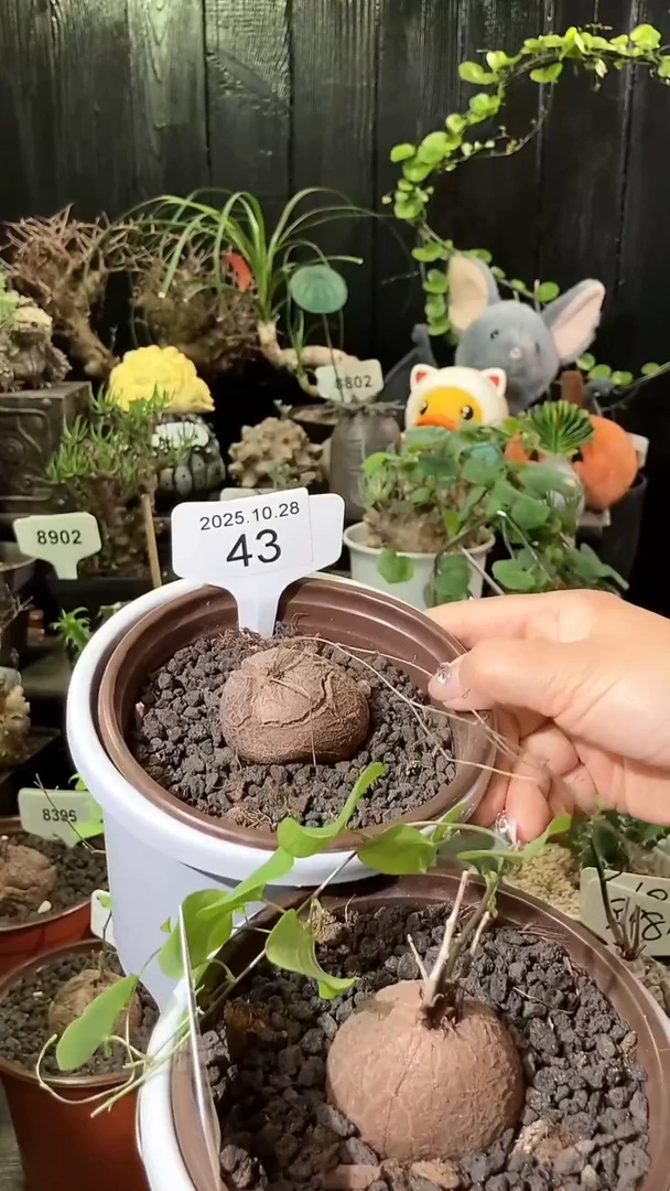 43号1028福利特价南非龟甲龙套餐