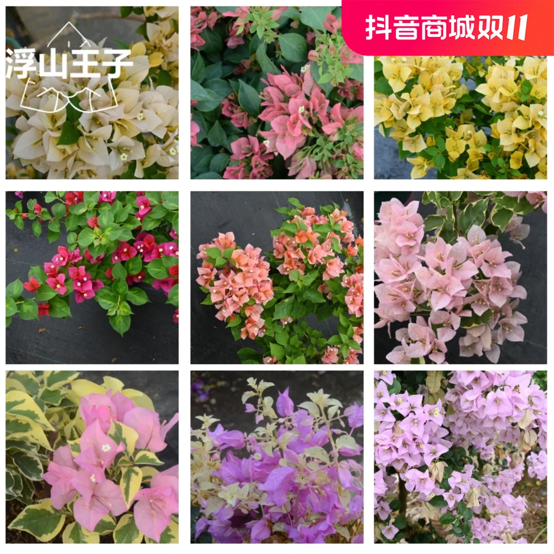 三角梅品种苗不带花多花色多品种阳台庭院爬藤植物