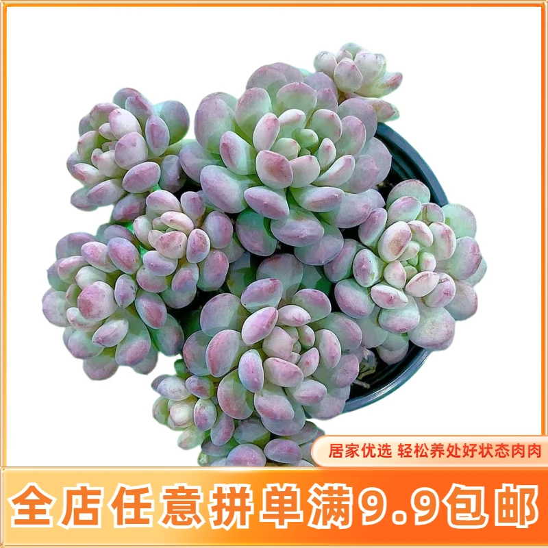 【整桩小红蛋】【满9.9包邮】星花怒放阳台办公绿植多肉植物在栽种养