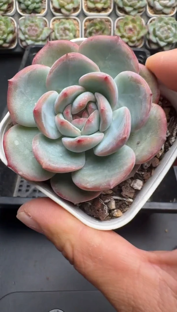 326M当天拍3颗包柚 带盆土纸巾打包 云禹花卉 珍妮多肉植物