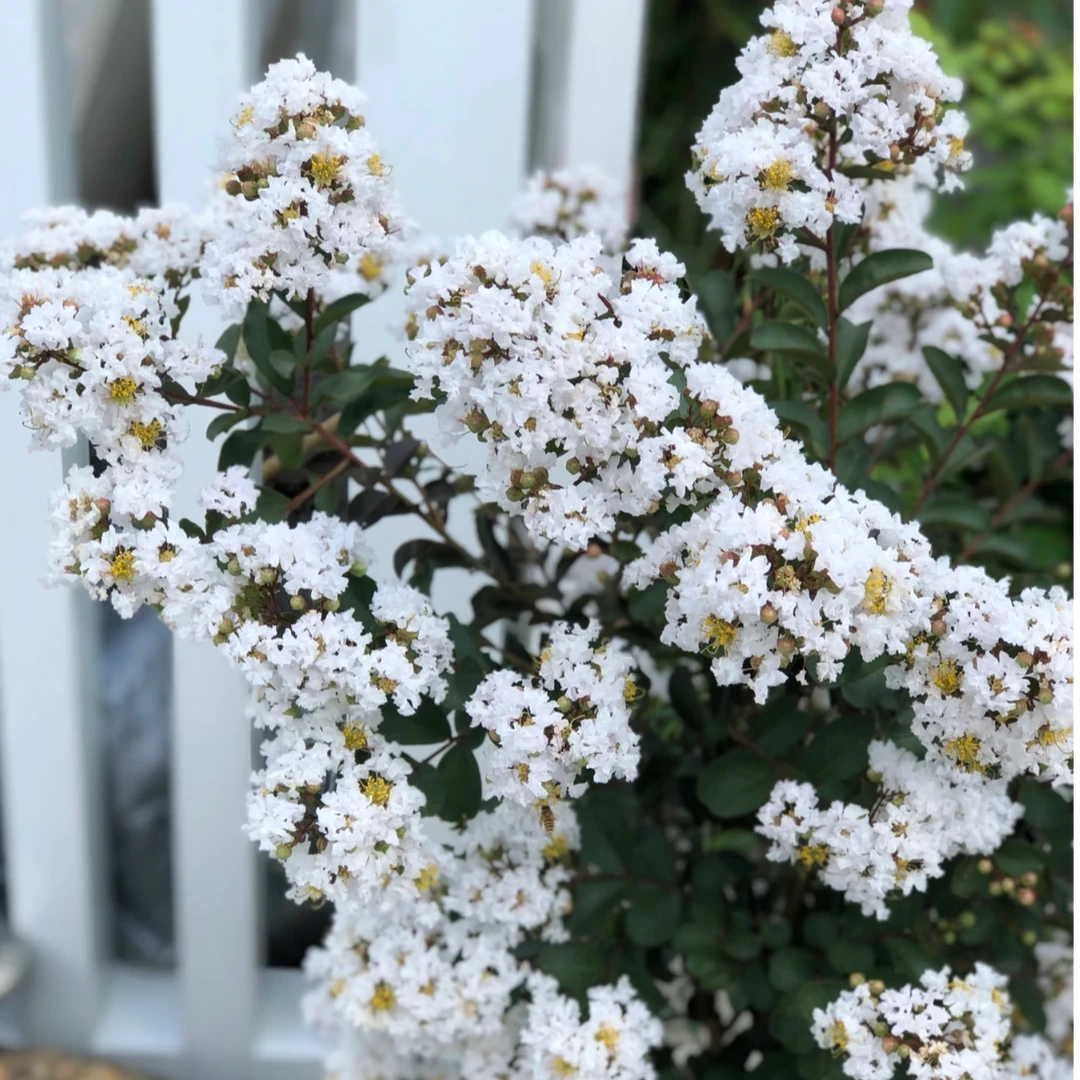 【木通专属】紫薇 拿铁咖啡 20加仑 阳台庭院花卉地栽绿化带灌木