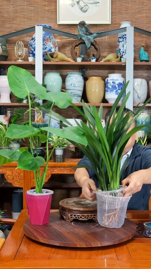 无花朵天****谓 水之韵水培植物    墨兰   龟背
