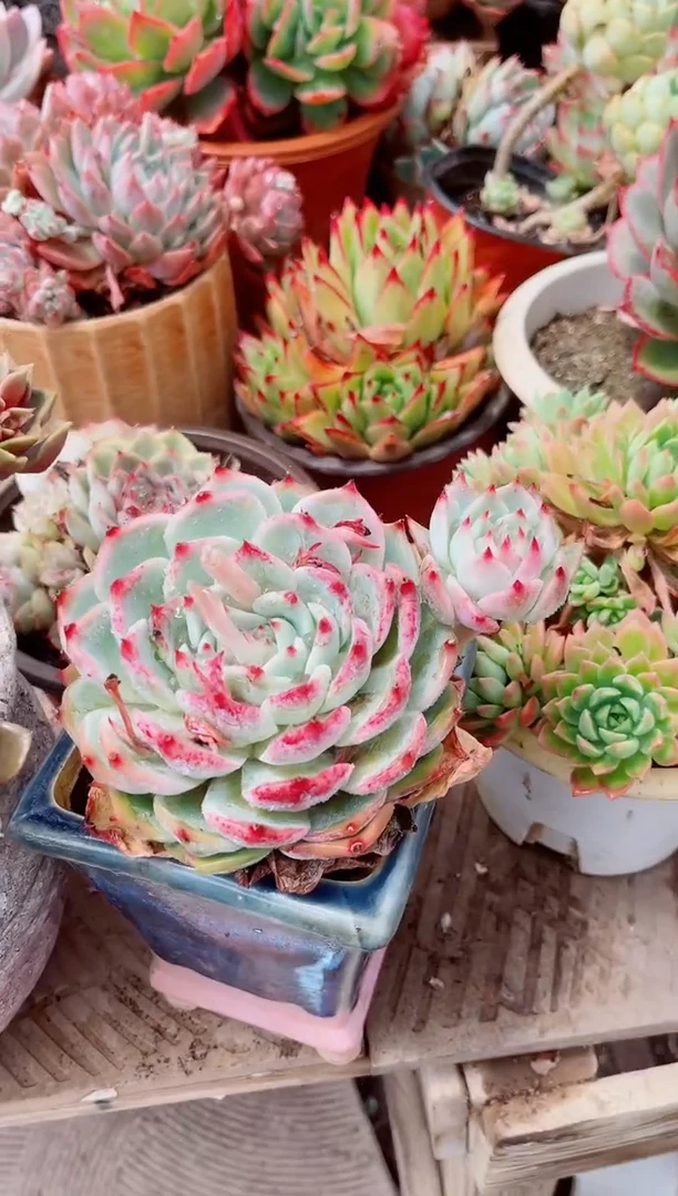 15244多肉植物一物一拍