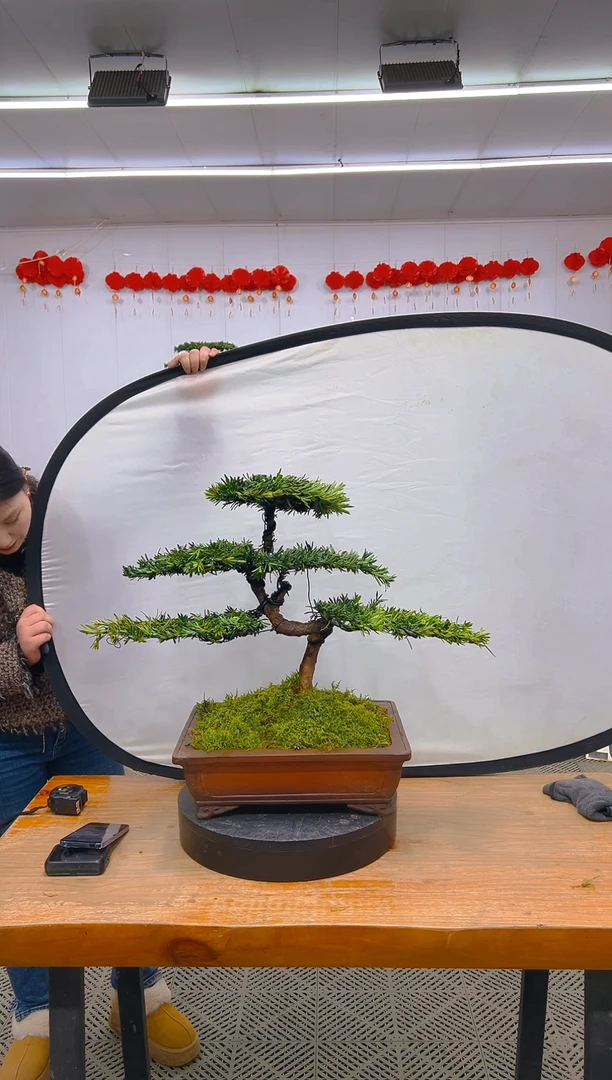 【闪购商品】盆景1