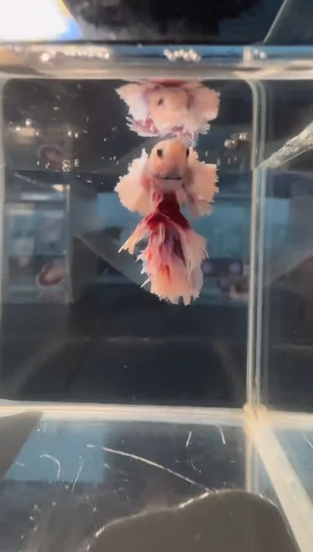 斗鱼绣球大耳斗鱼