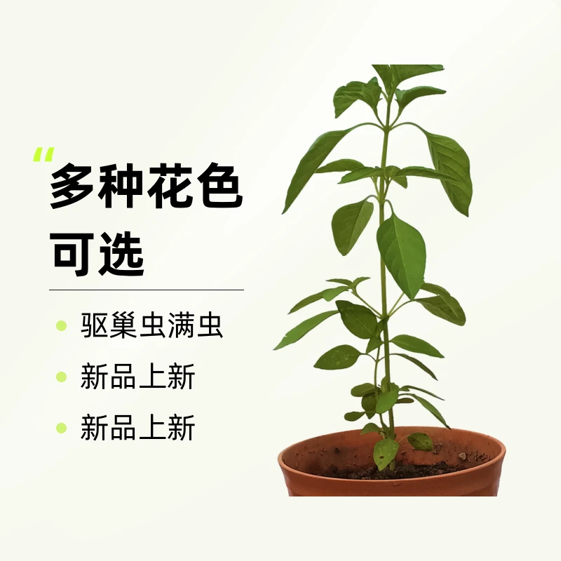 金不换授粉杂交苗驱巢虫满虫
