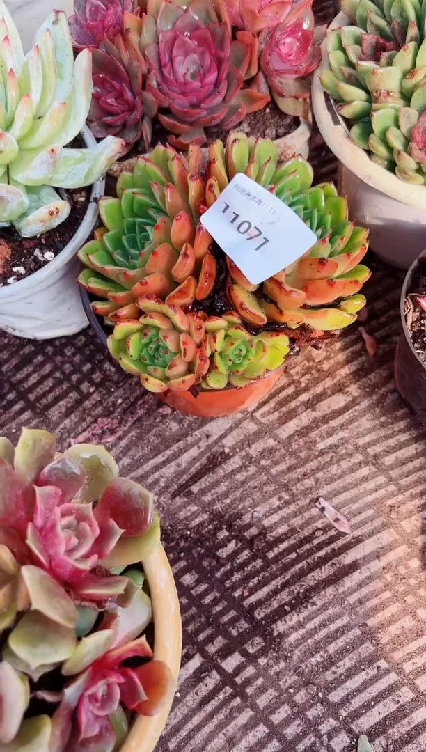 挚*多肉植物一物一拍11071