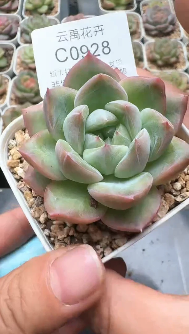 928C云禹多肉植物 带盆土纸巾打包 3颗包邮