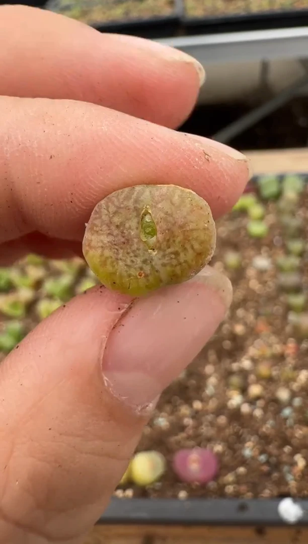 【闪购商品】6--37