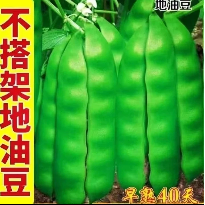 【摘不够地油豆种子】四季种植盆栽地栽阳台小院种植新宽油豆角种子