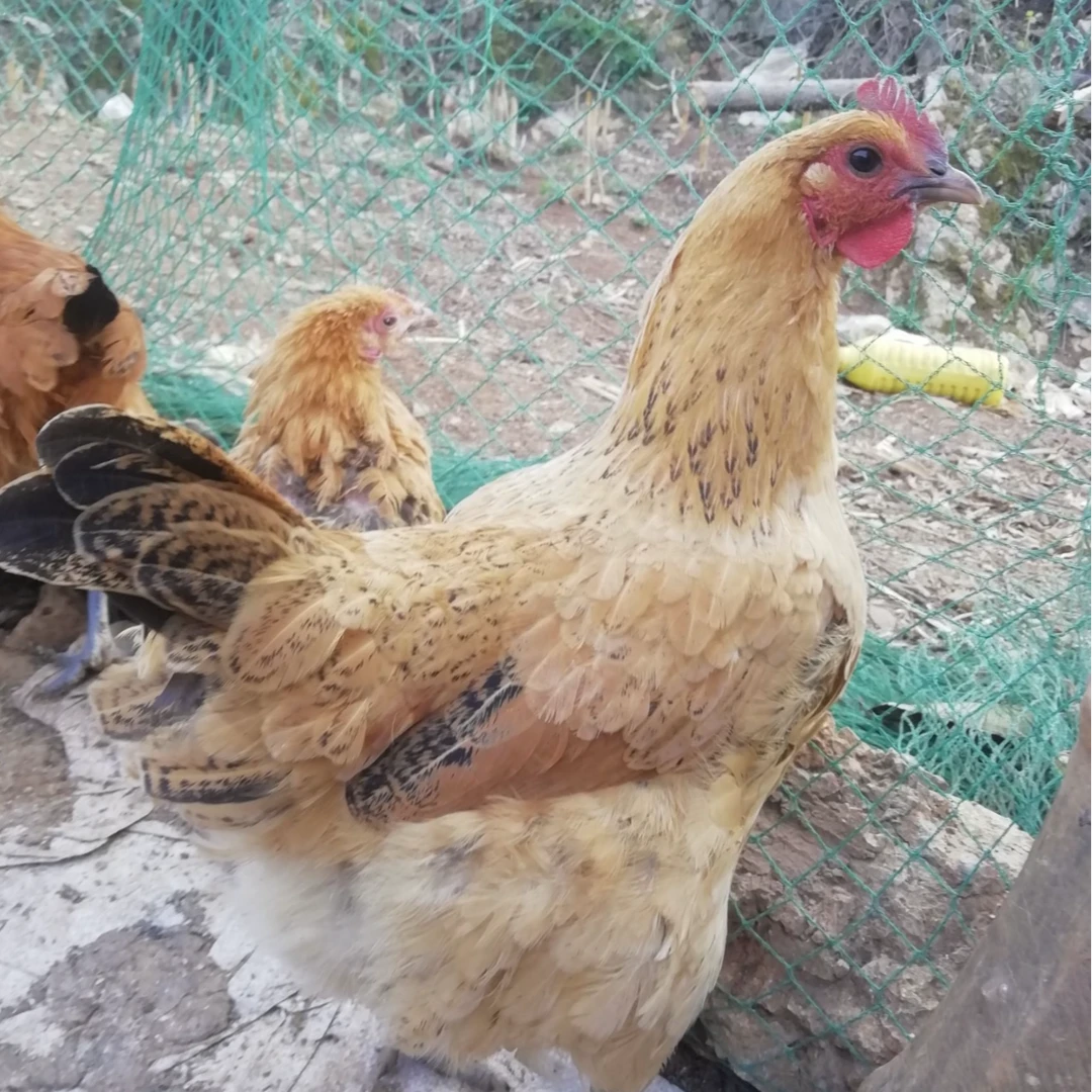 散养三年黄油老母鸡 现宰现杀 带内脏整鸡发货 送货上门