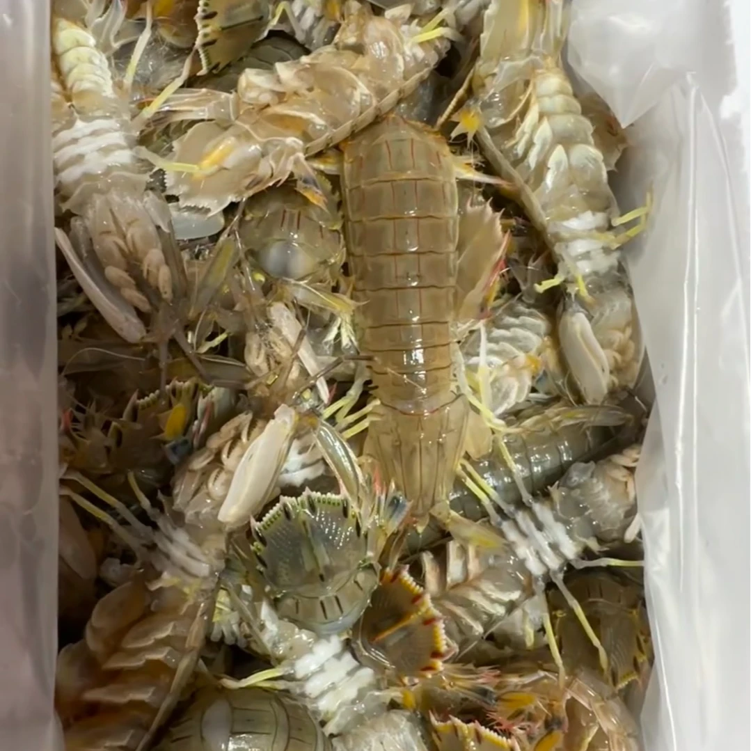 【保鲜不保活】本地渤海湾皮皮虾 天津同城当日达！